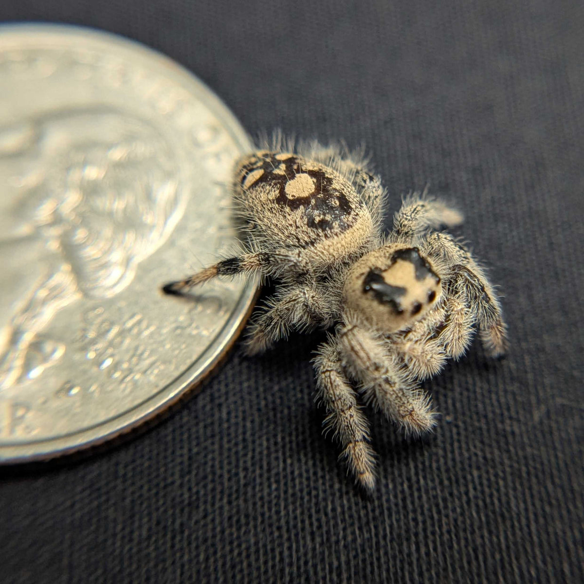 Regal Jumping Spider “Shortbread”