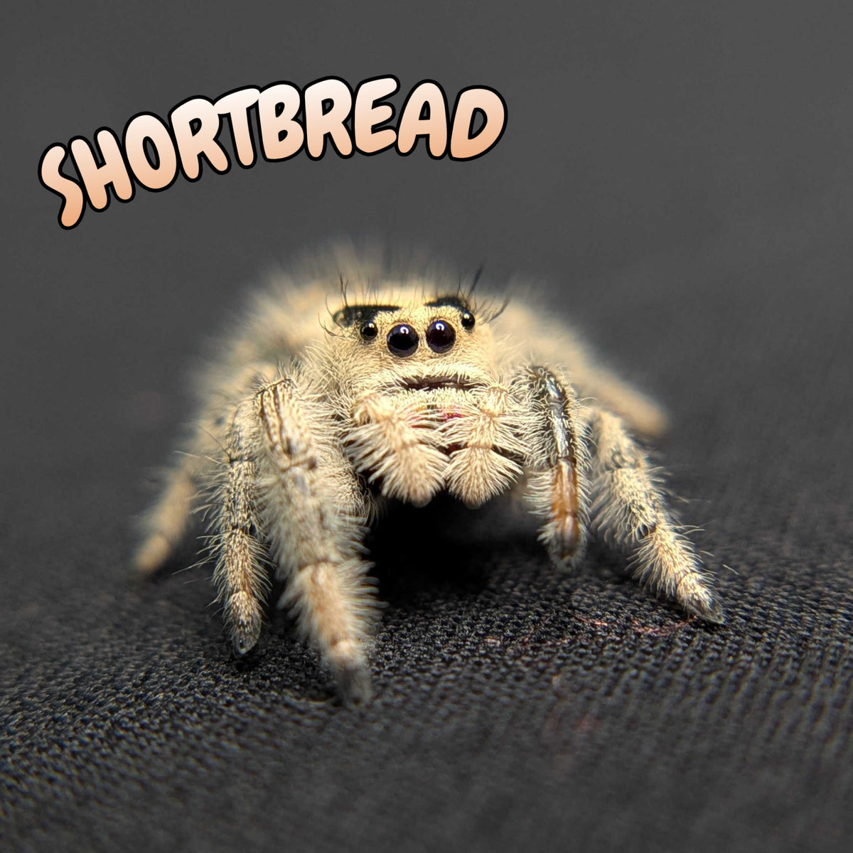 Regal Jumping Spider “Shortbread”