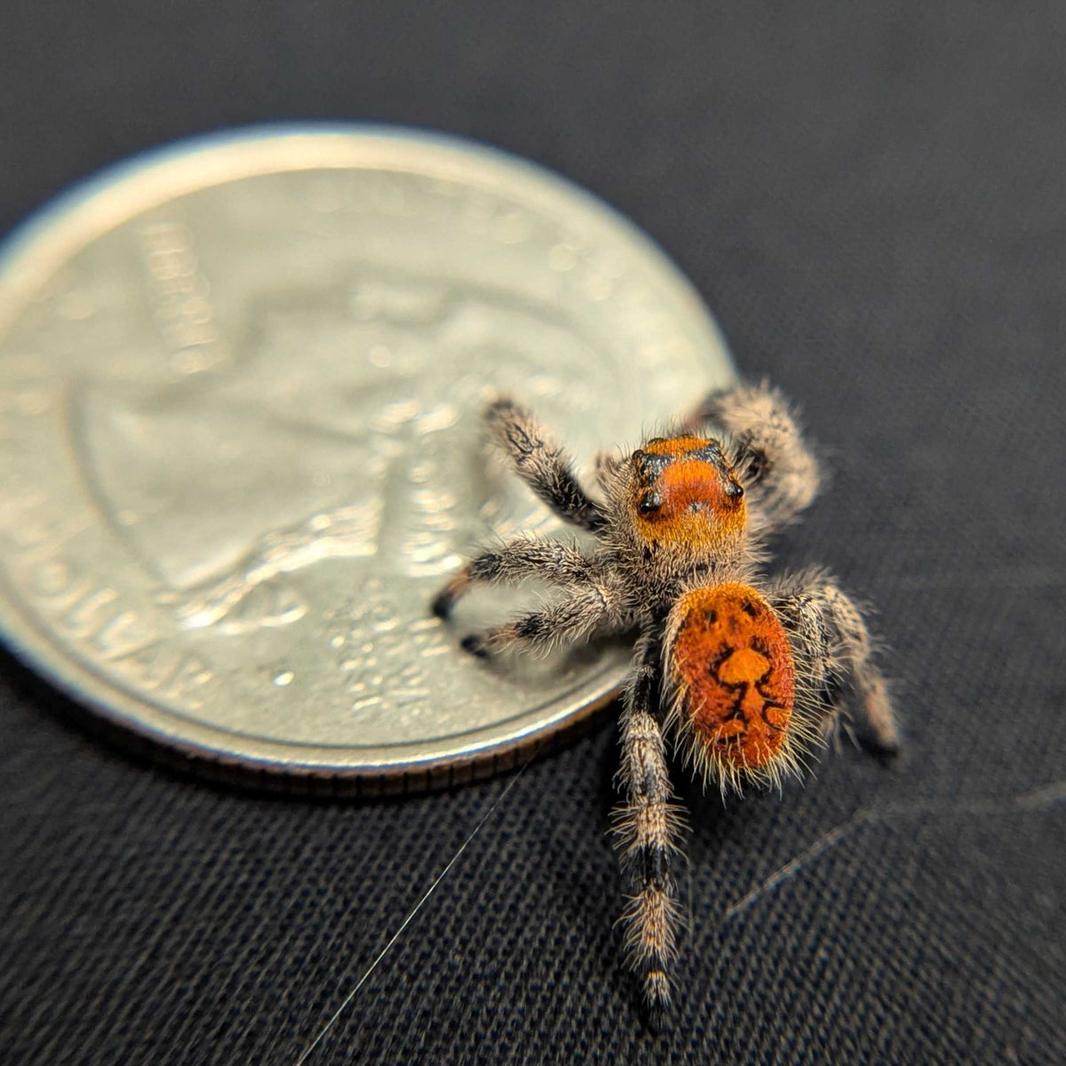 Regal Jumping Spider "Rusty"