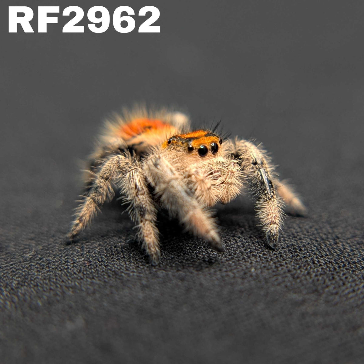 Regal Jumping Spider "Rusty"