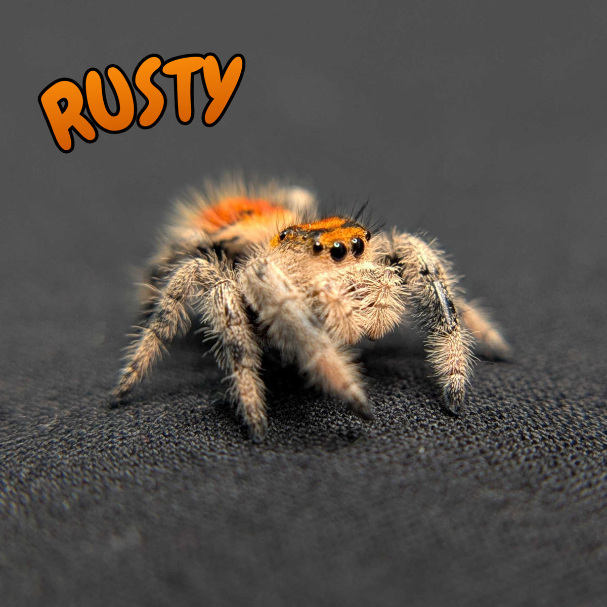 Regal Jumping Spider "Rusty"
