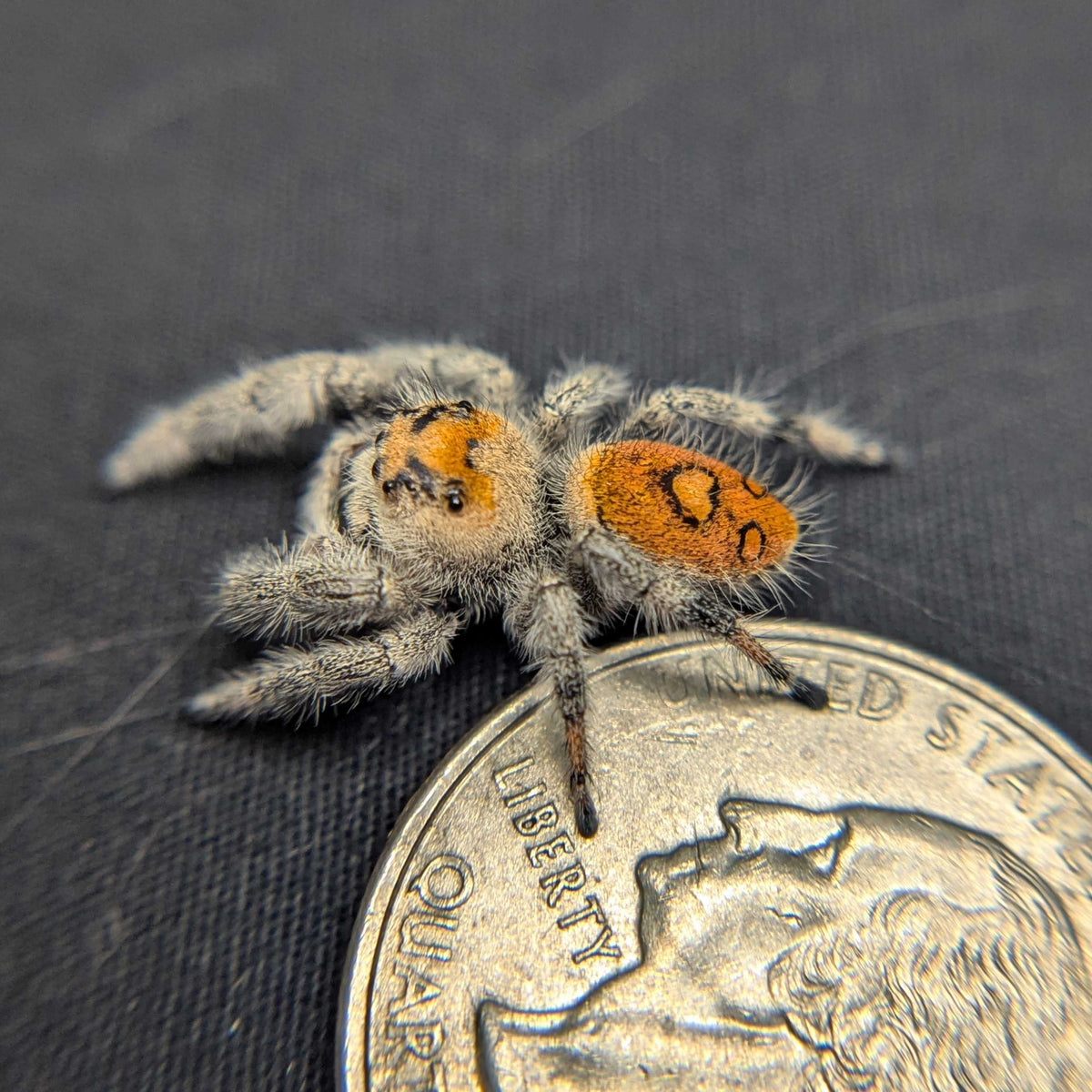 Regal Jumping Spider "Crumpet"