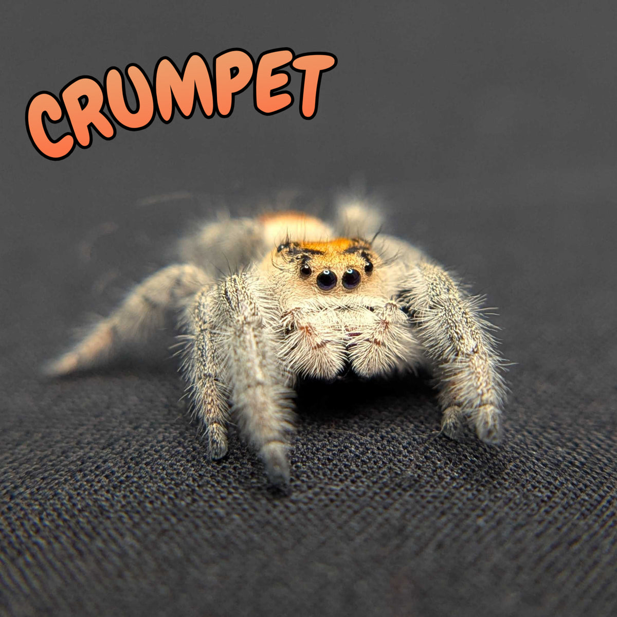 Regal Jumping Spider "Crumpet"