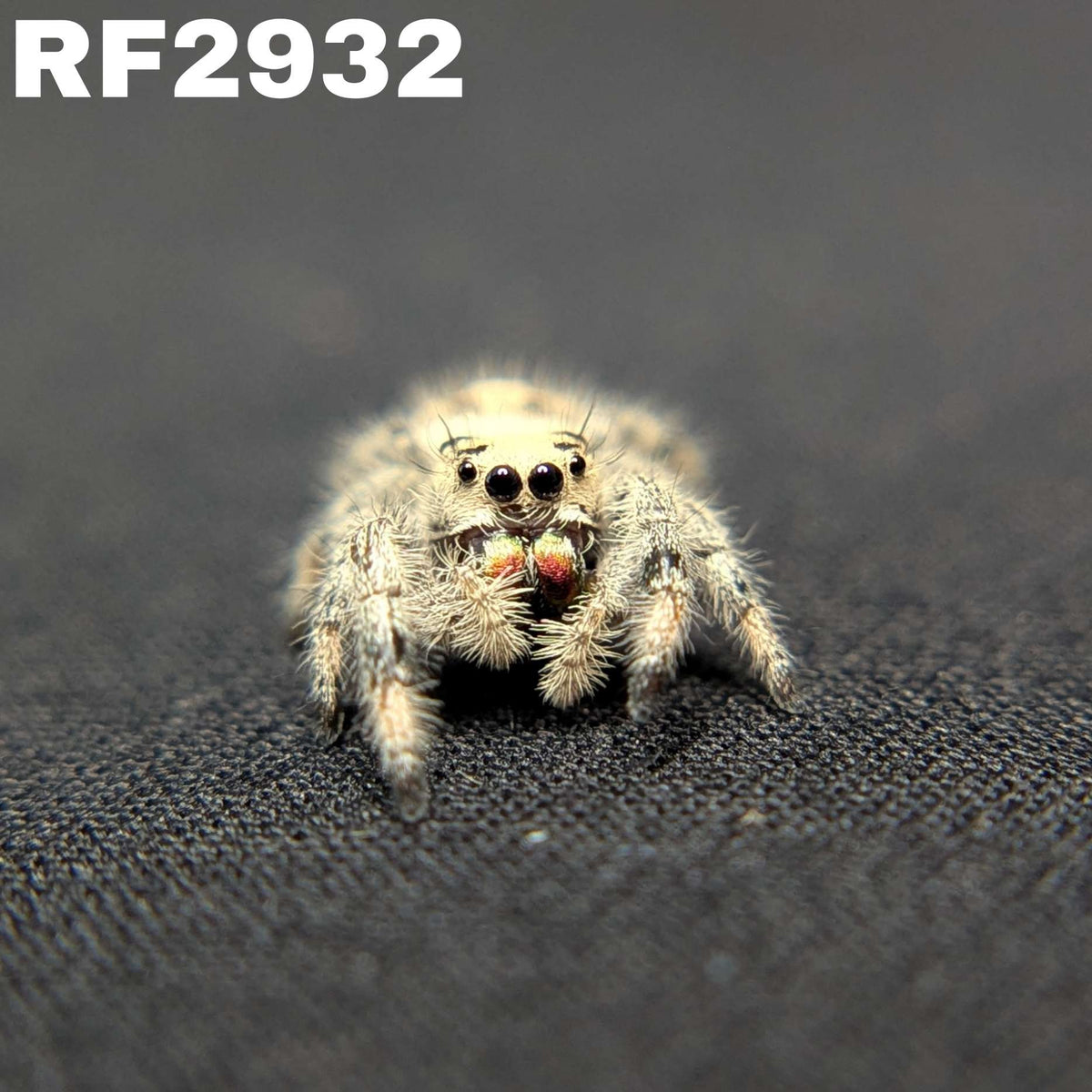 Regal Jumping Spider "Spirit"