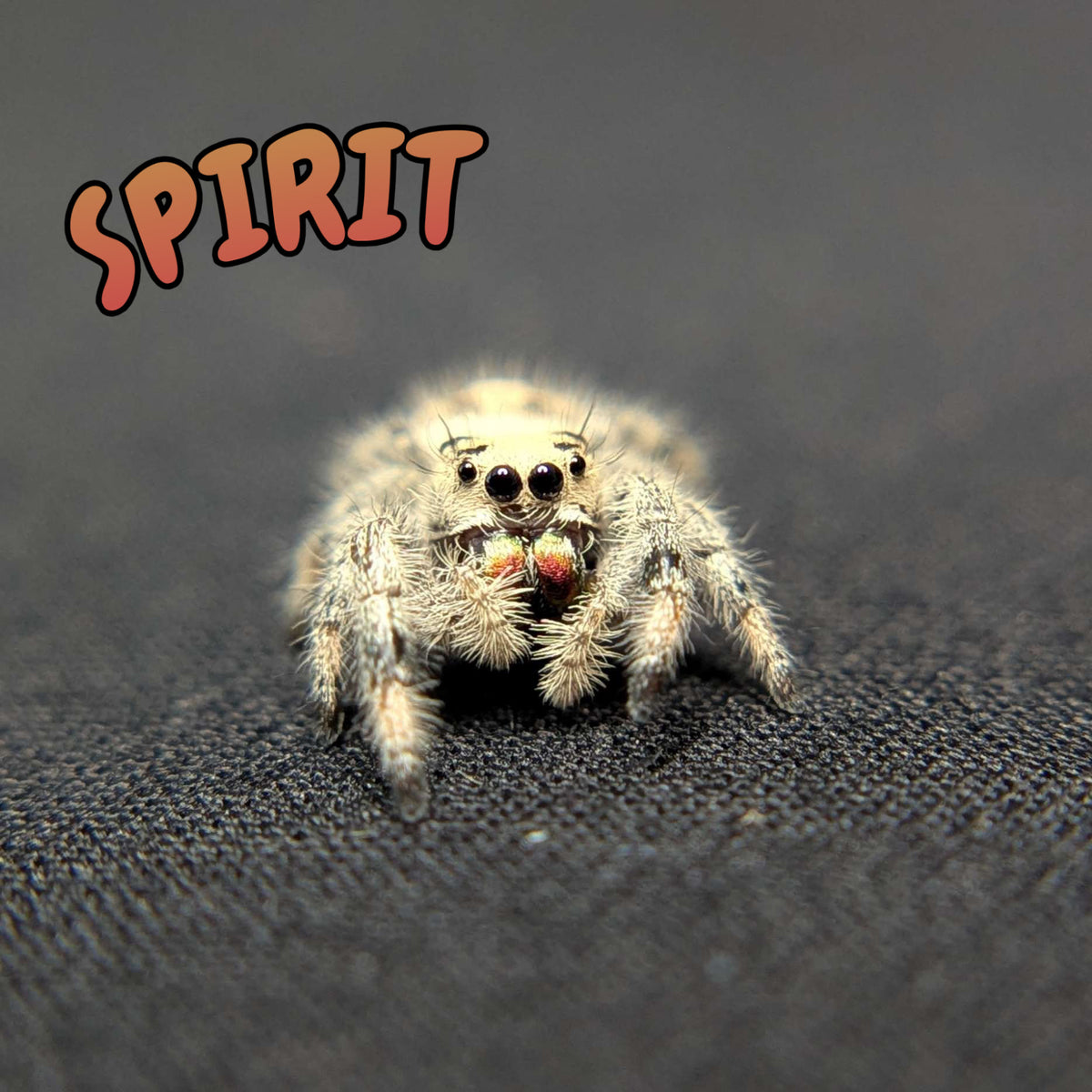 Regal Jumping Spider "Spirit"