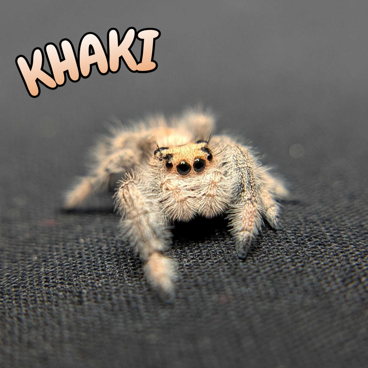 Regal Jumping Spider "Khaki"