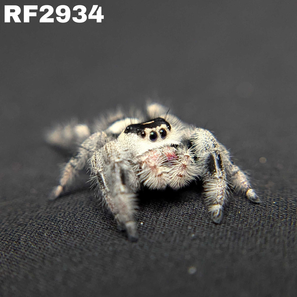 Regal Jumping Spider “Blackberry Pie”