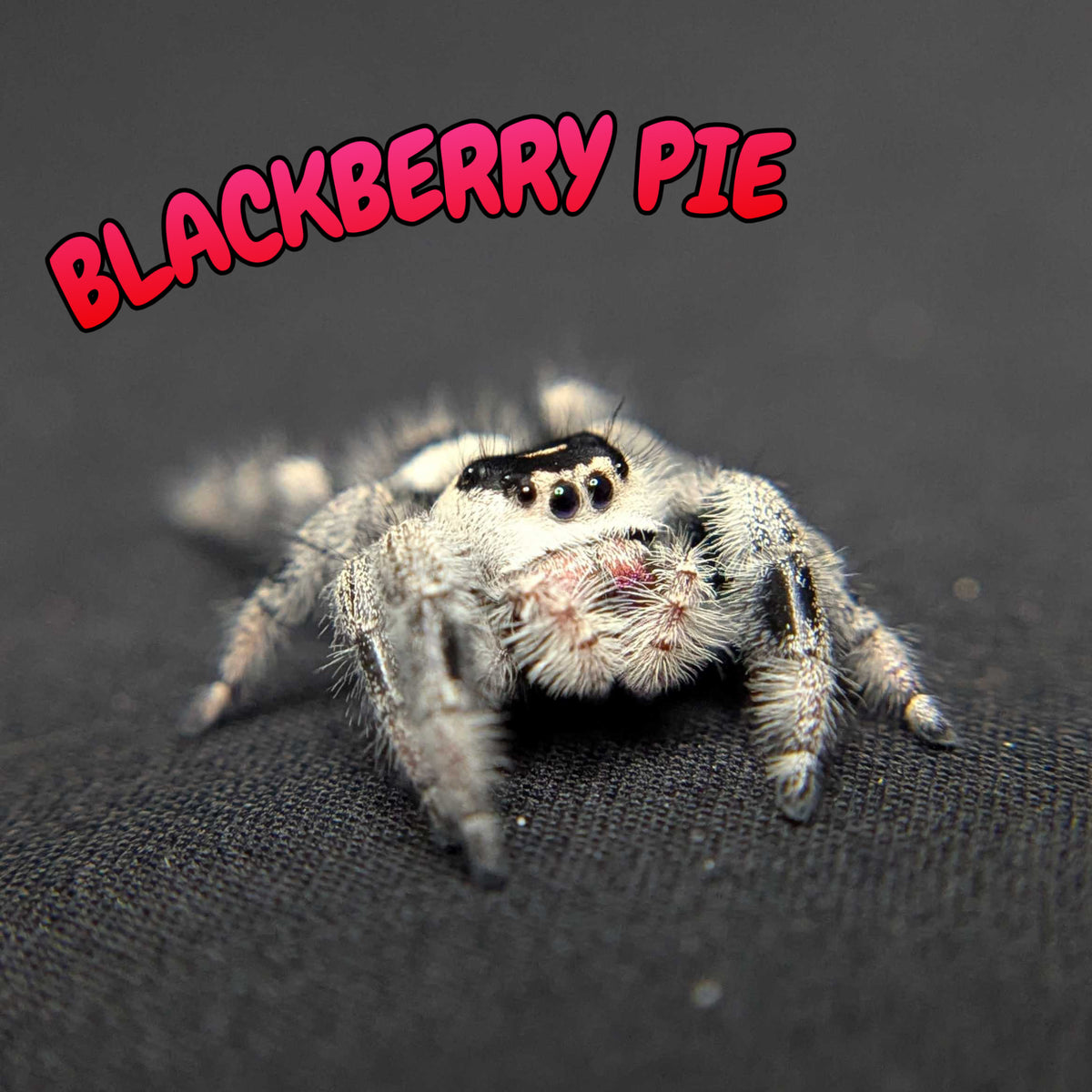Regal Jumping Spider “Blackberry Pie”