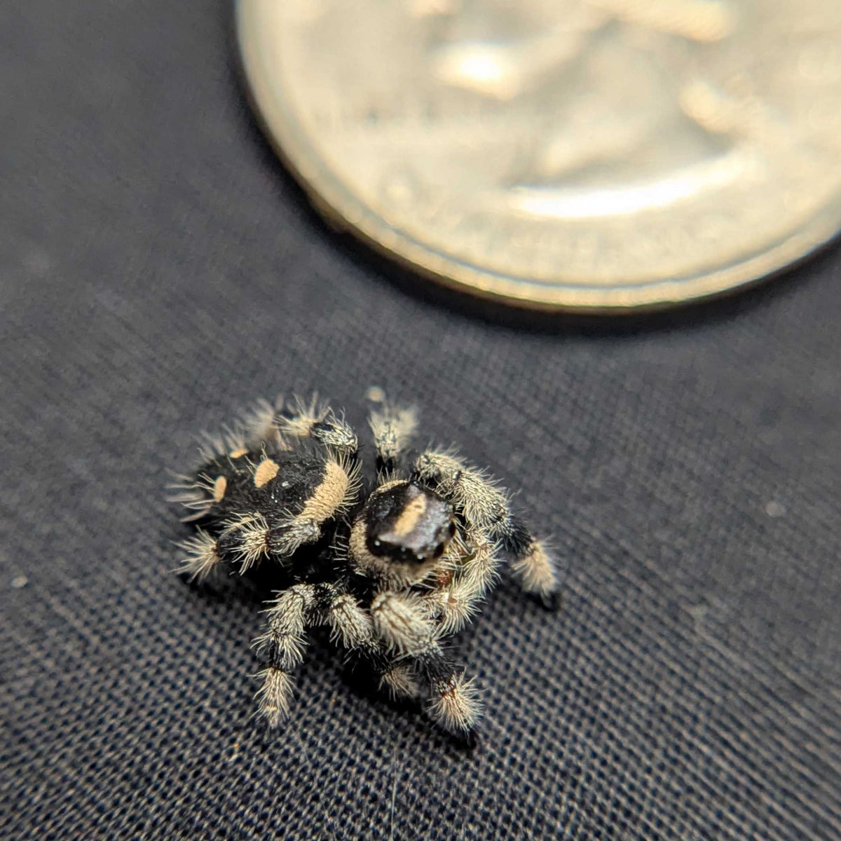 Regal Jumping Spider "Calypso"