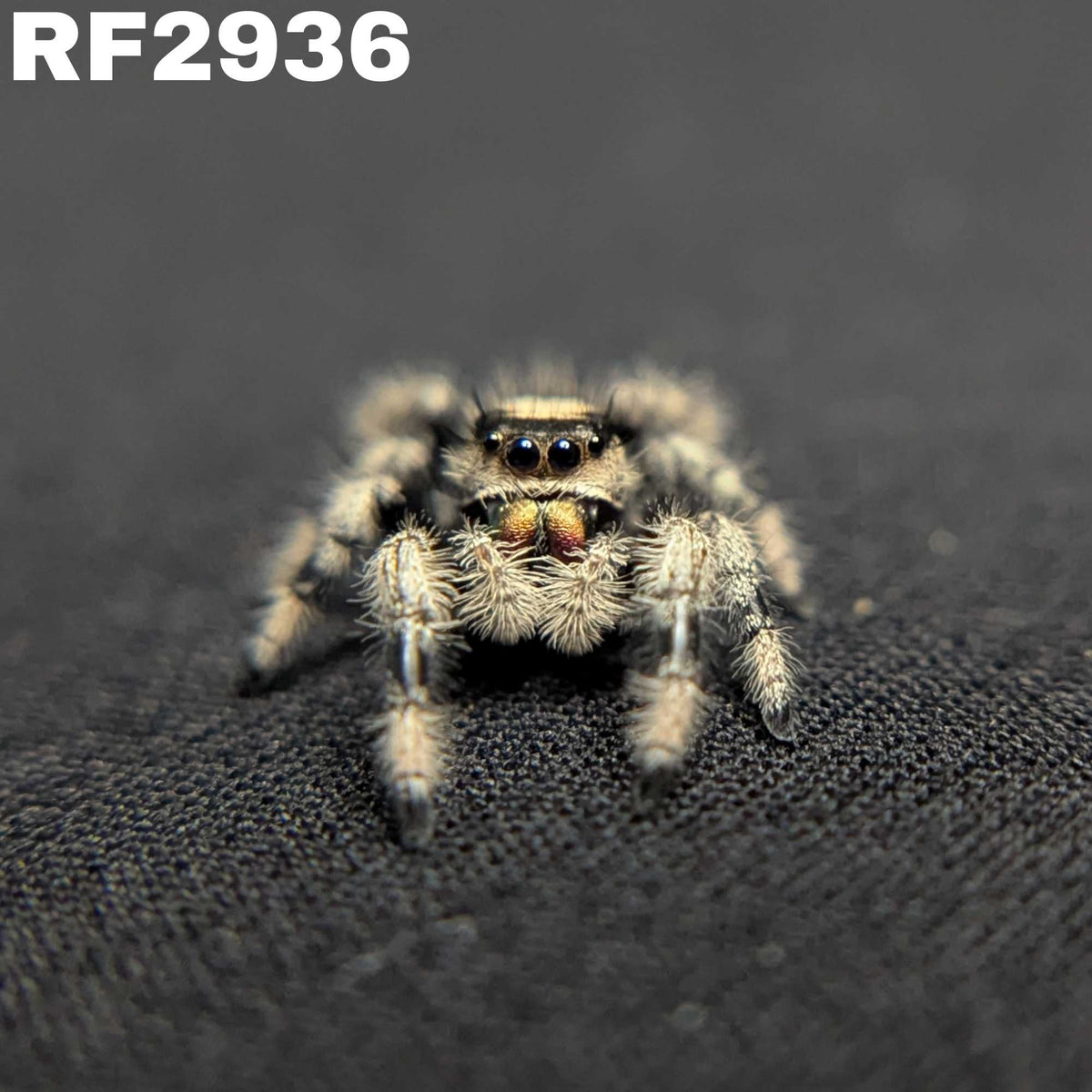 Regal Jumping Spider "Calypso"