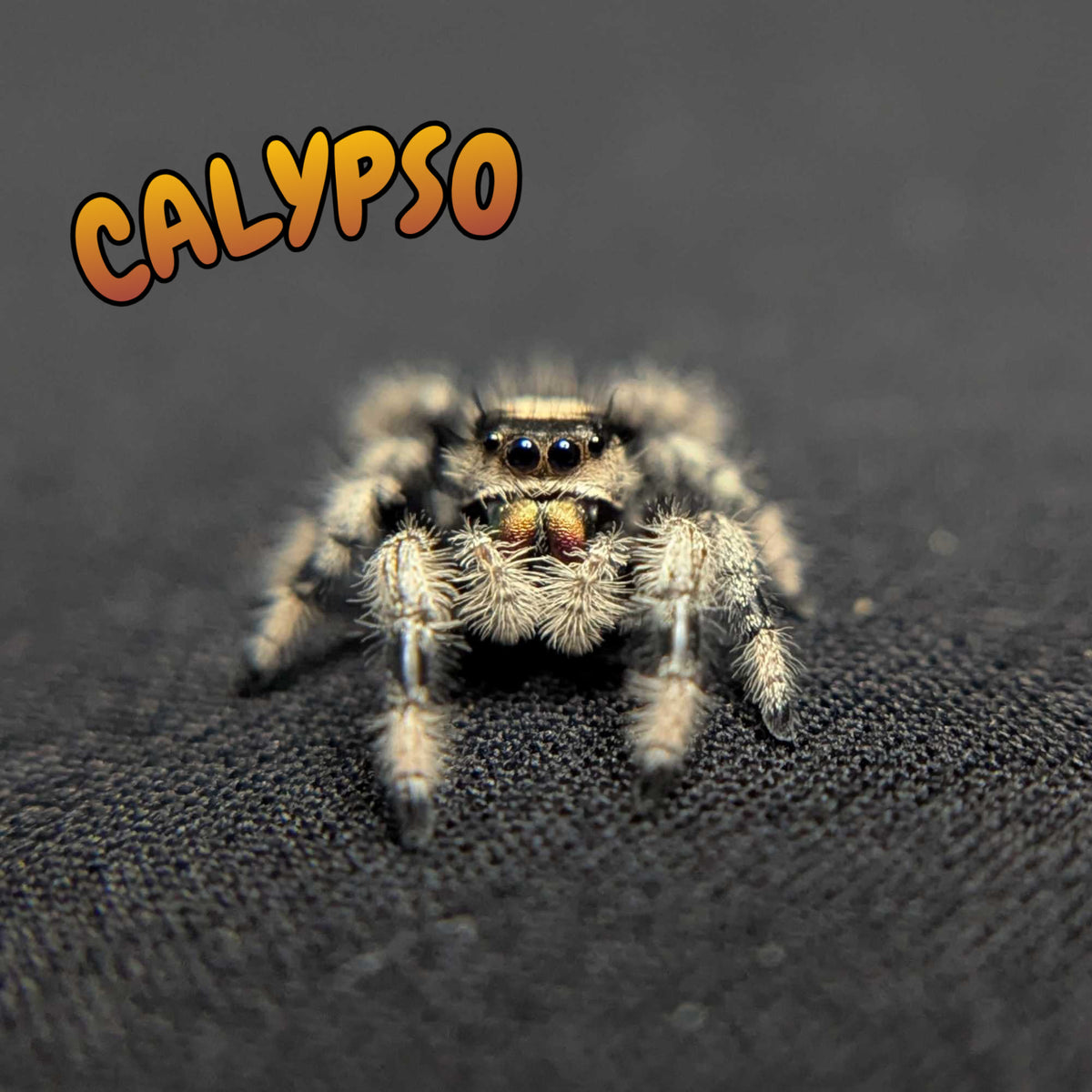 Regal Jumping Spider "Calypso"
