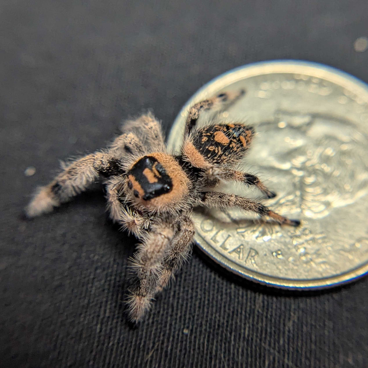 Regal Jumping Spider "Pocus"