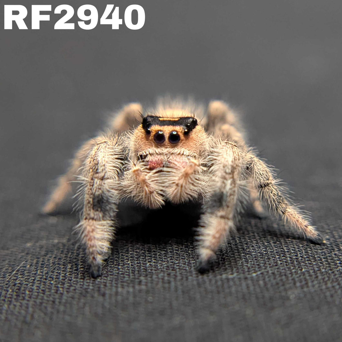 Regal Jumping Spider "Pocus"