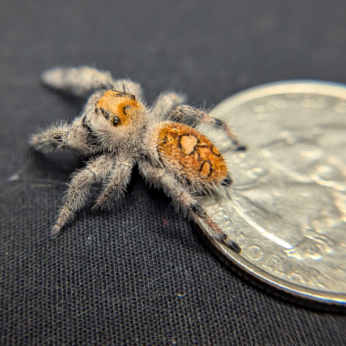Regal Jumping Spider "Buttersizzle"