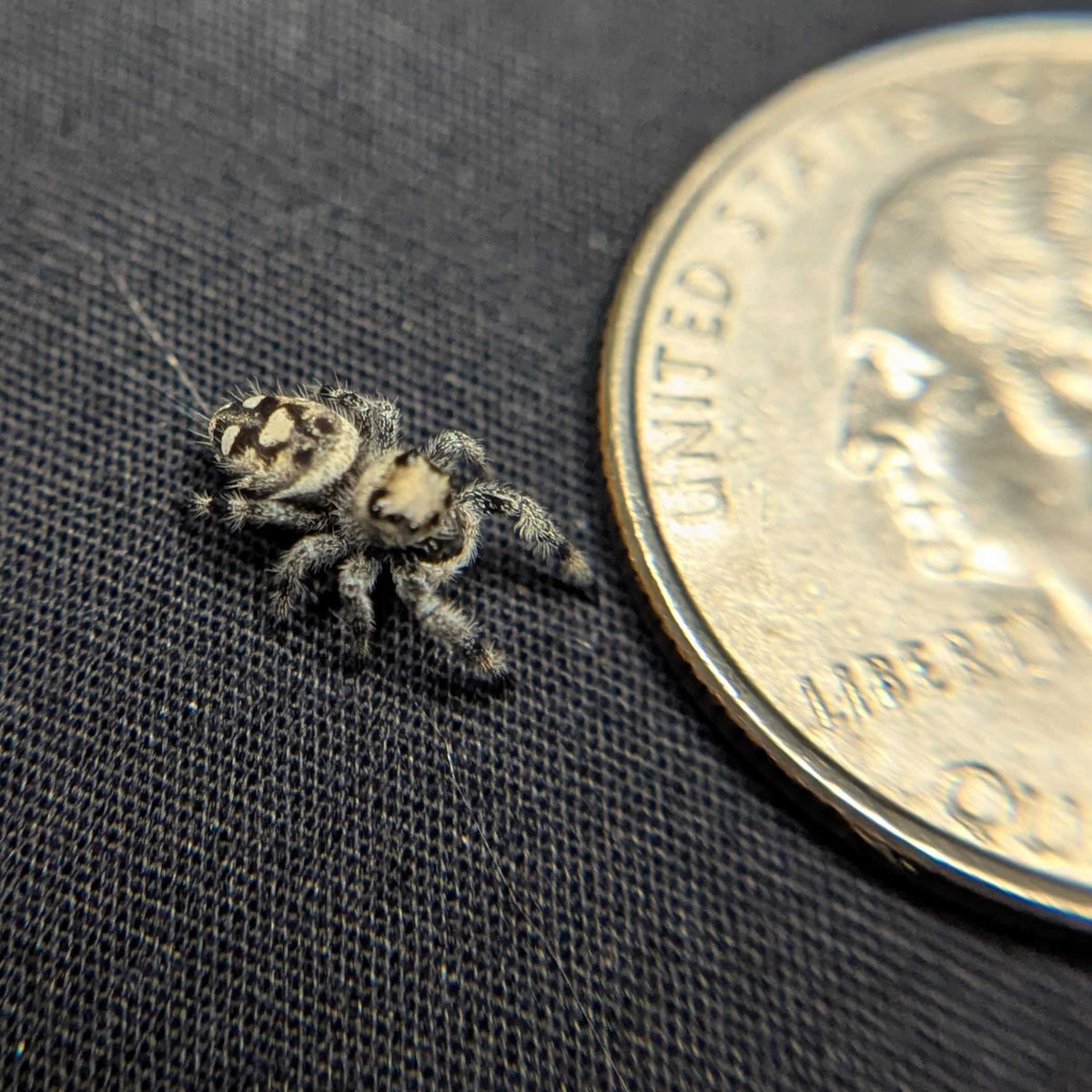 Regal Jumping Spider "Gumdrop"