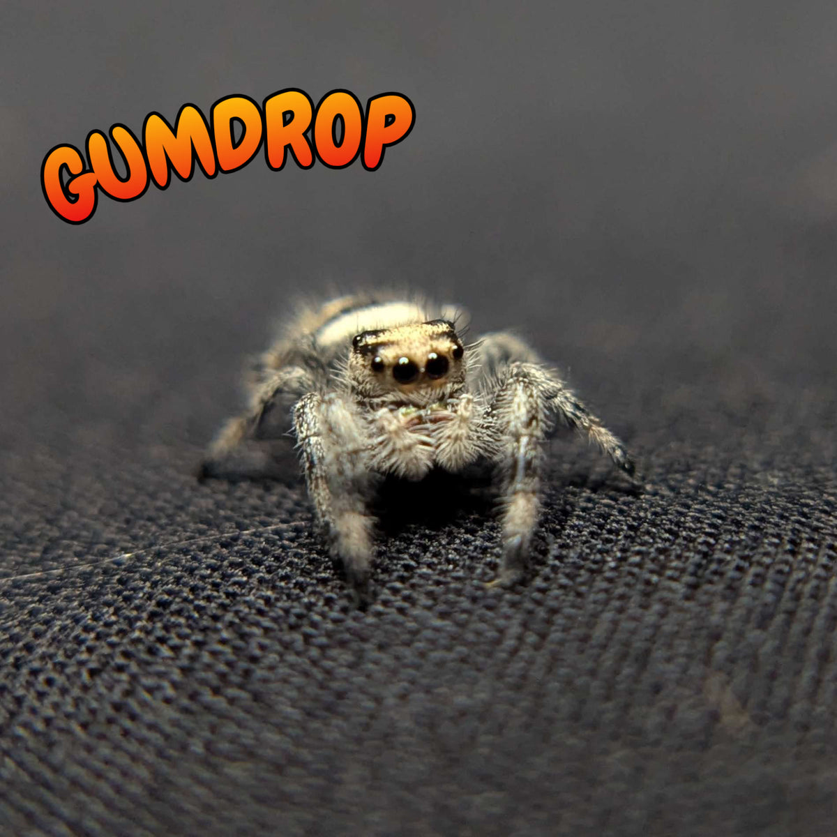 Regal Jumping Spider "Gumdrop"