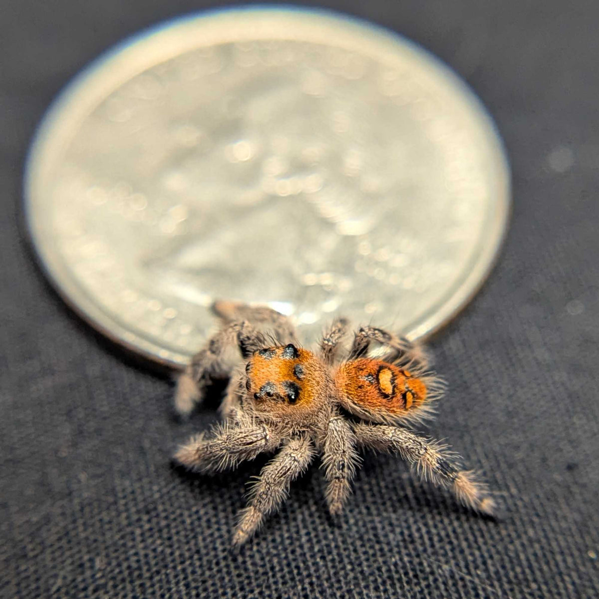 Regal Jumping Spider "Firecracker"