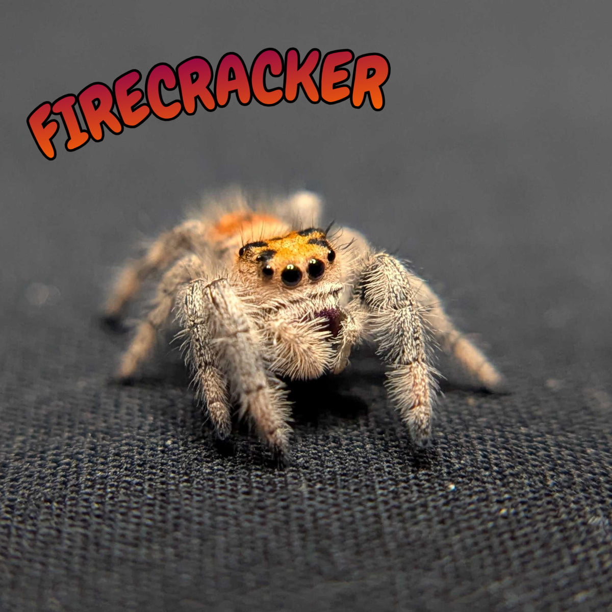 Regal Jumping Spider "Firecracker"