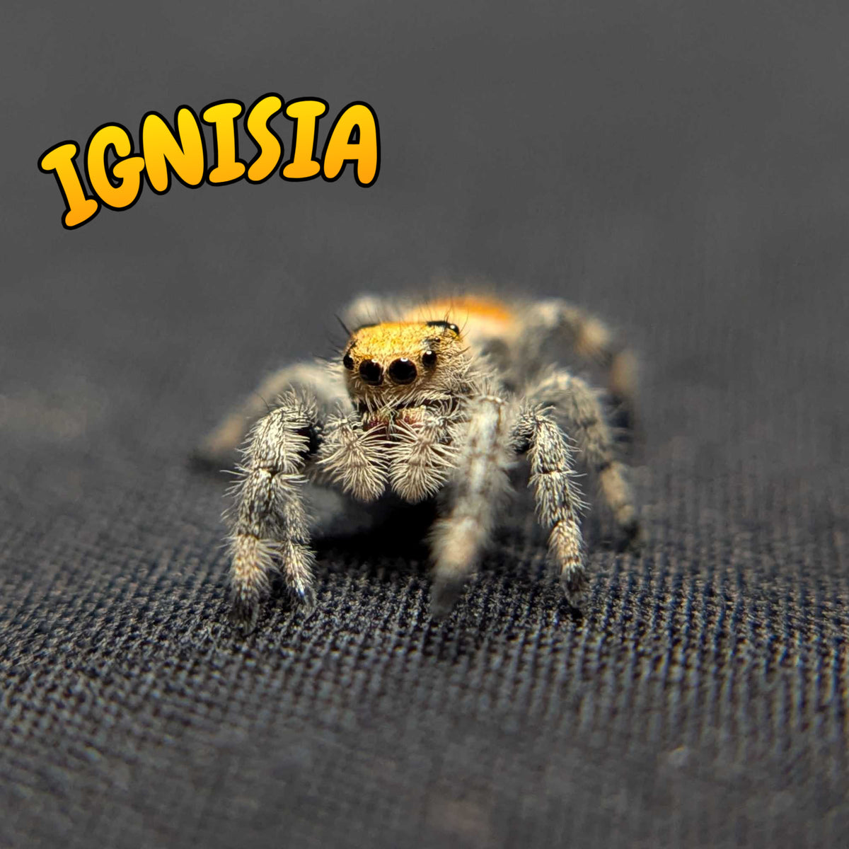 Regal Jumping Spider "Insignia"