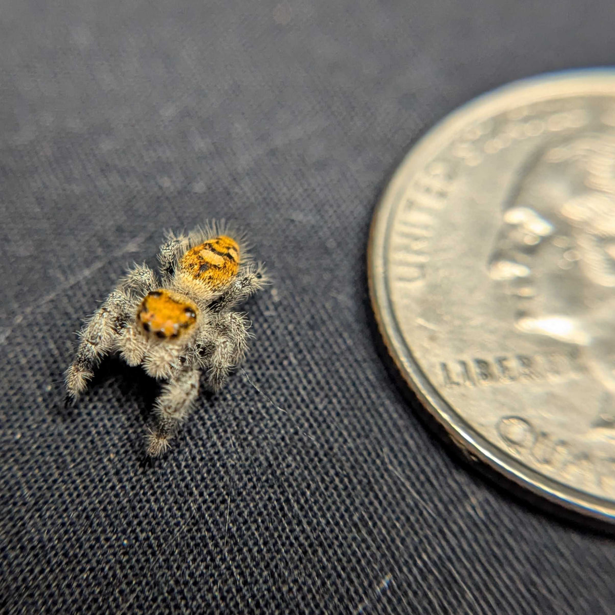 Regal Jumping Spider "Ignisa"
