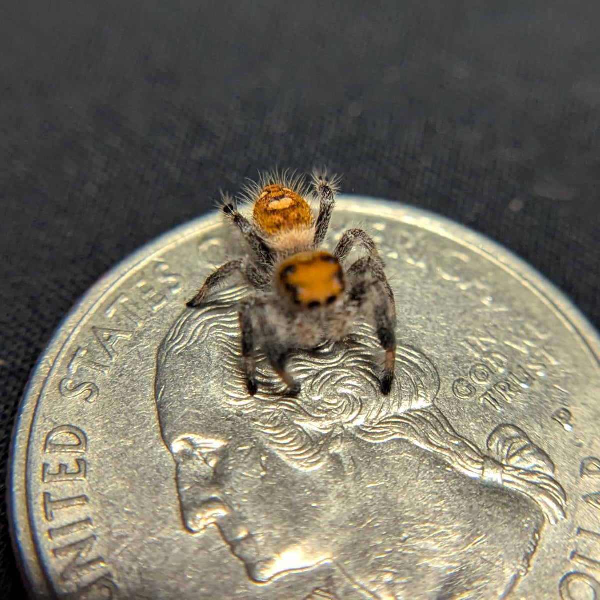 Regal Jumping Spider "Cornbread"