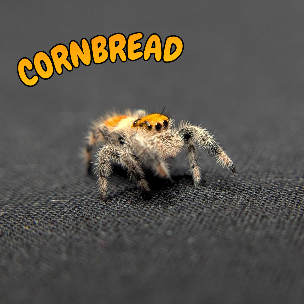 Regal Jumping Spider "Cornbread"
