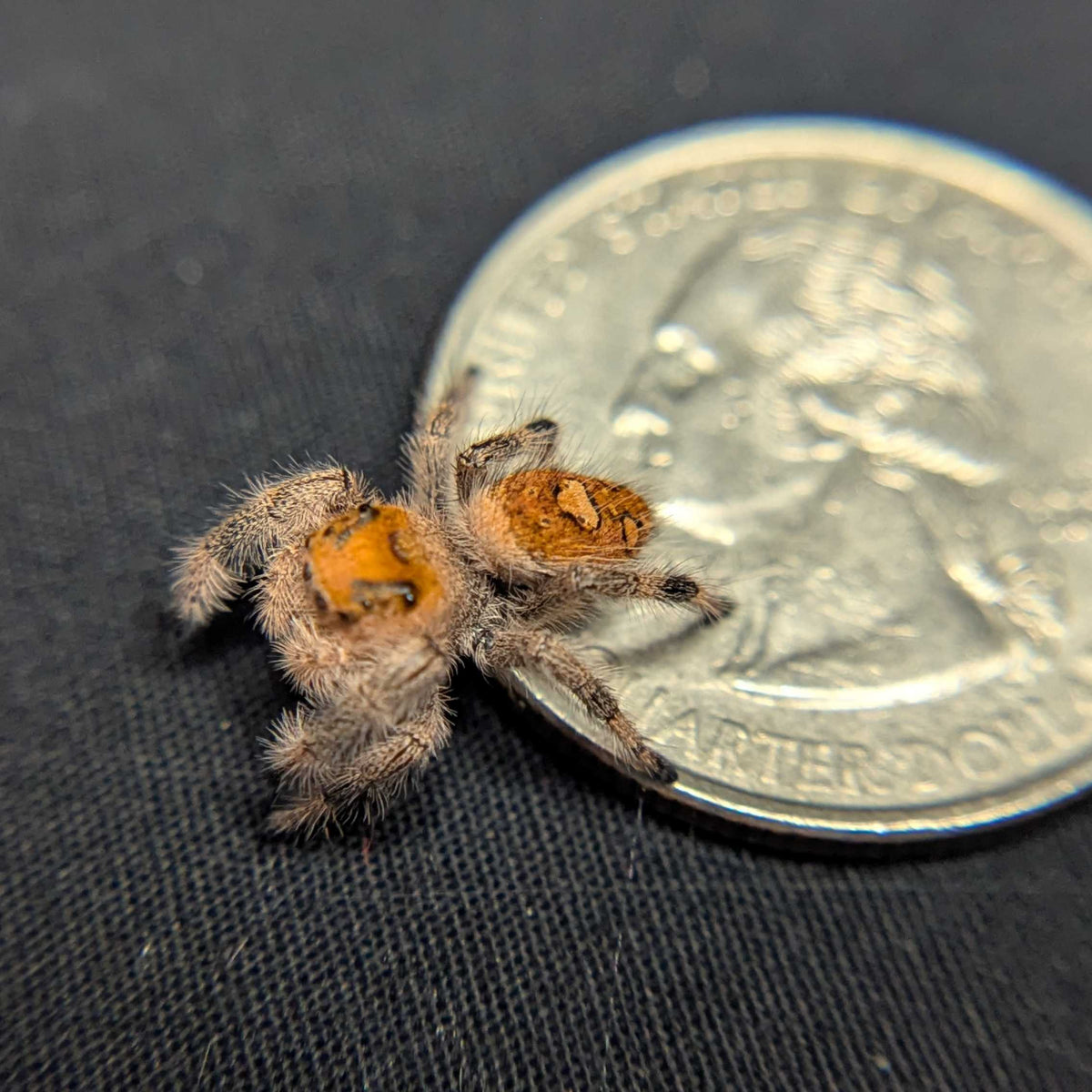 Regal Jumping Spider "Saffron"