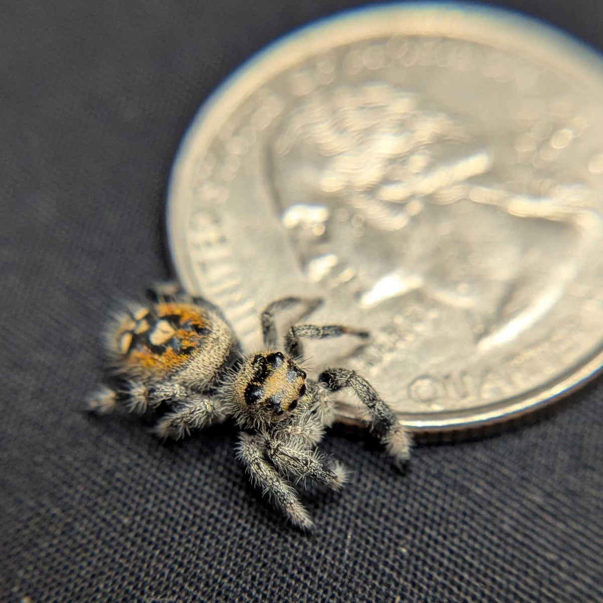 Regal Jumping Spider “Harvest Fern”