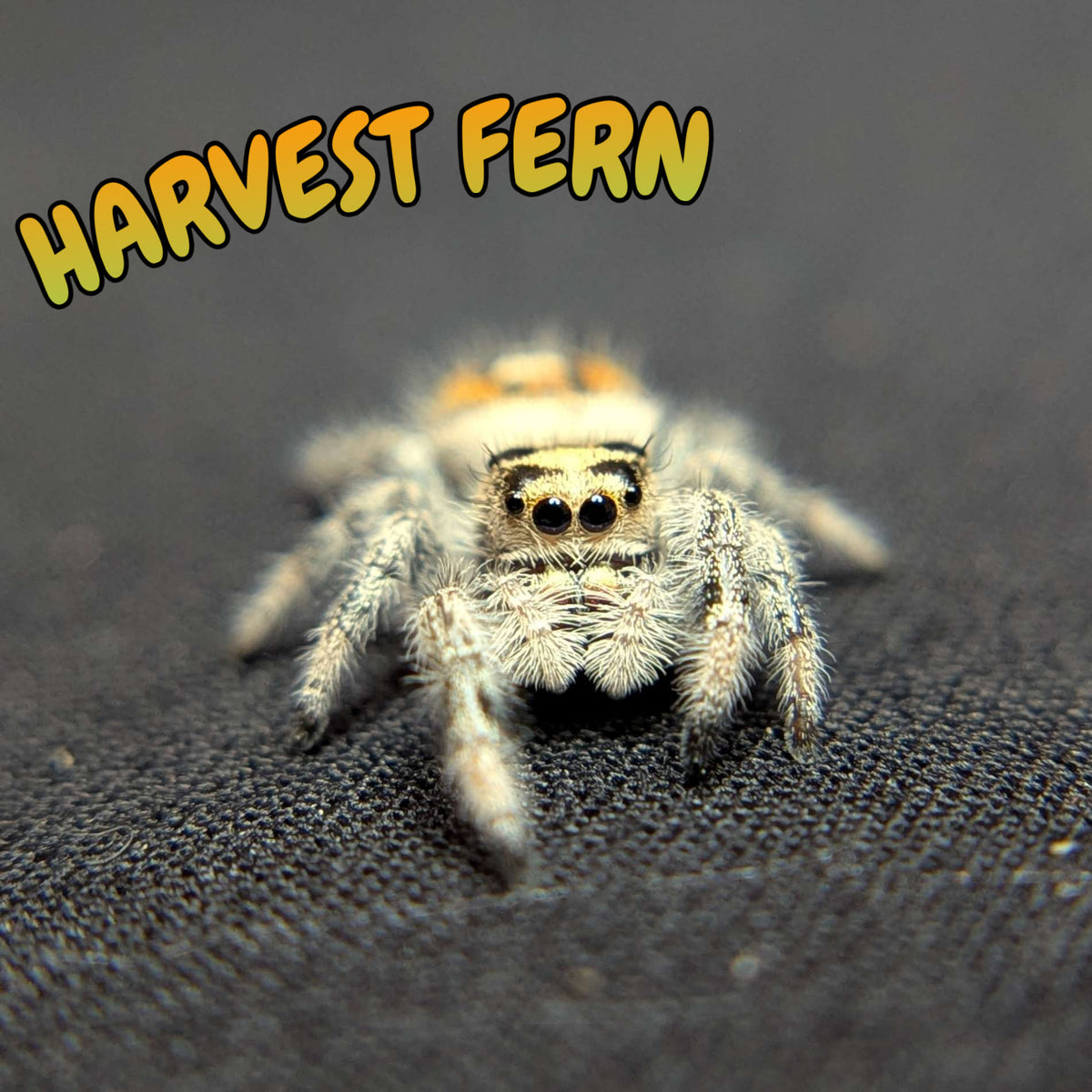 Regal Jumping Spider “Harvest Fern”