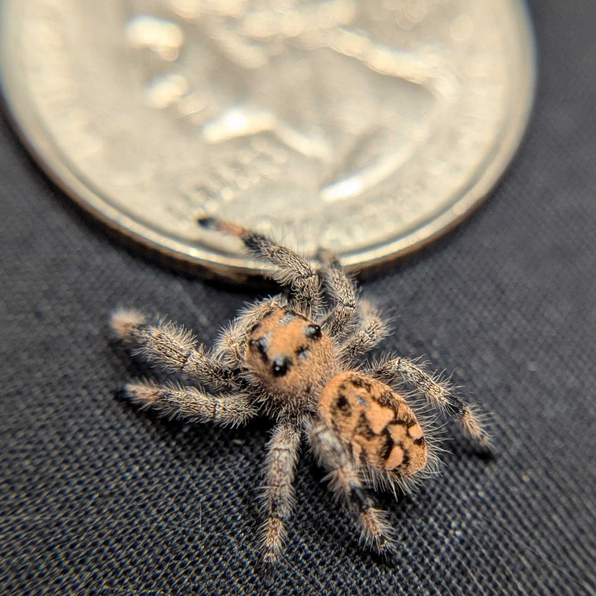 Regal Jumping Spider "Magic"