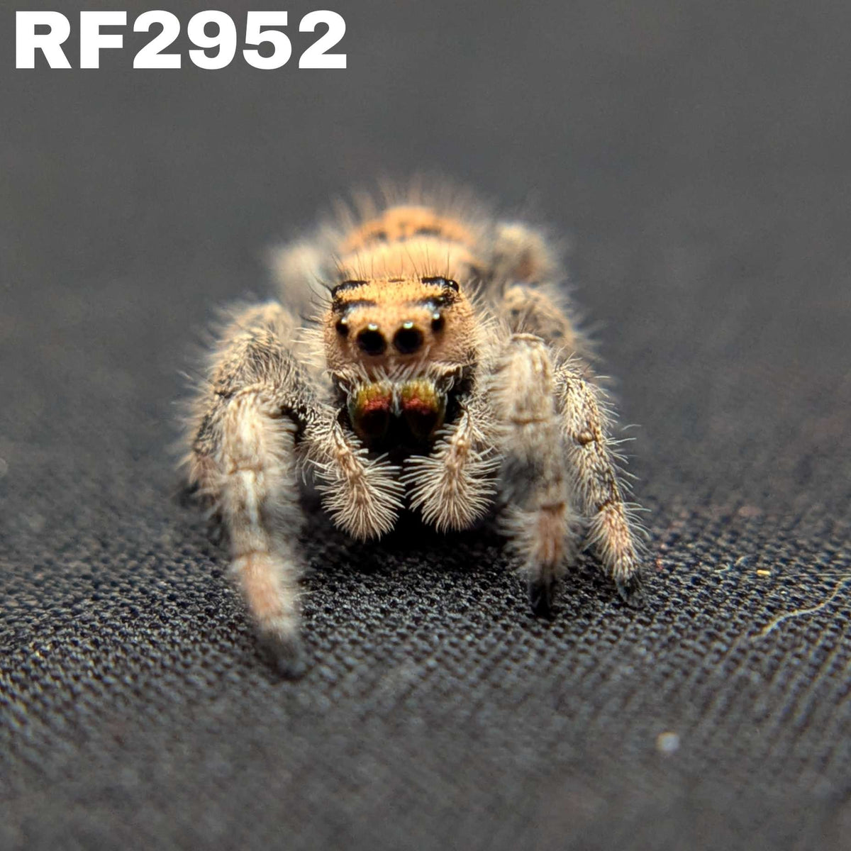 Regal Jumping Spider "Magic"