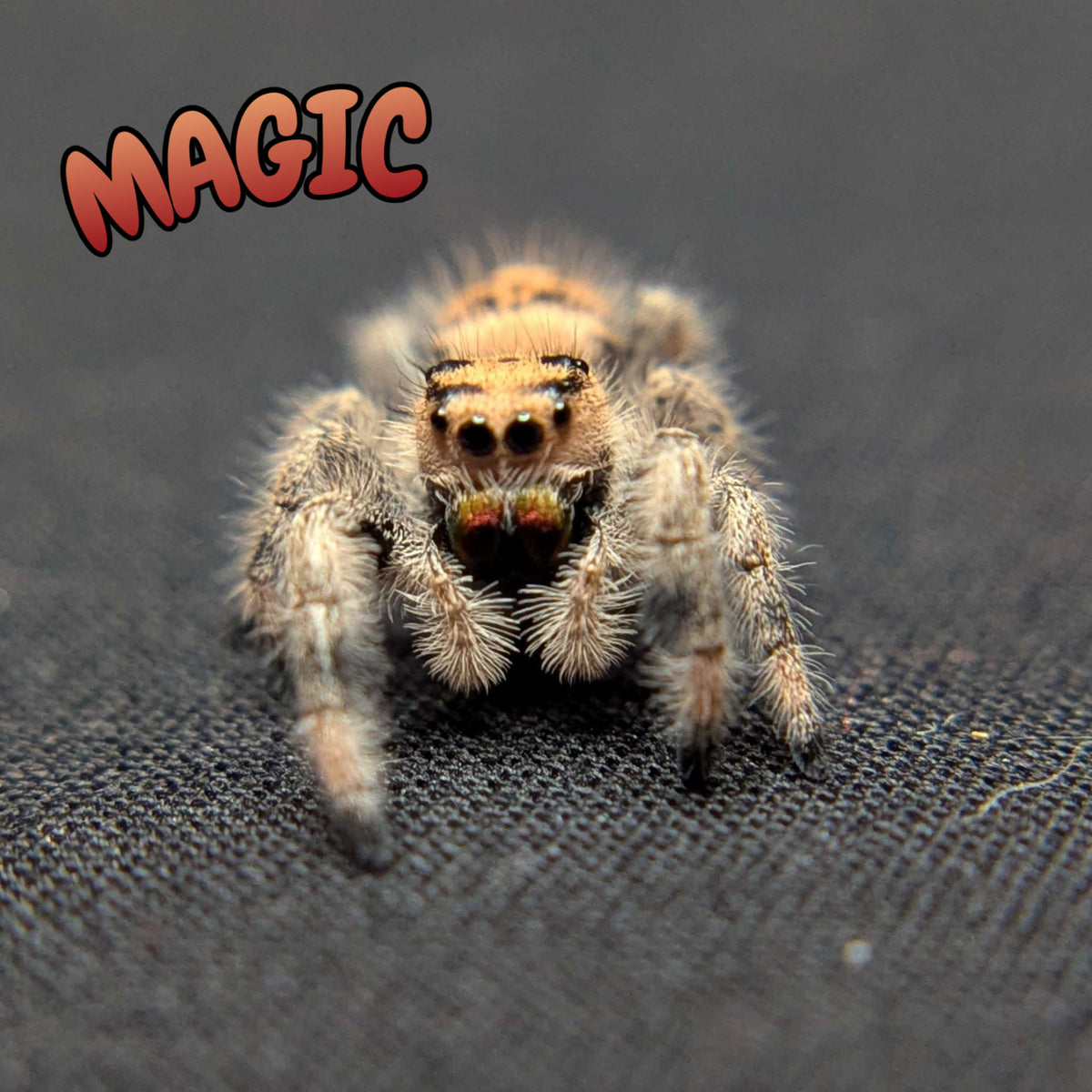 Regal Jumping Spider "Magic"