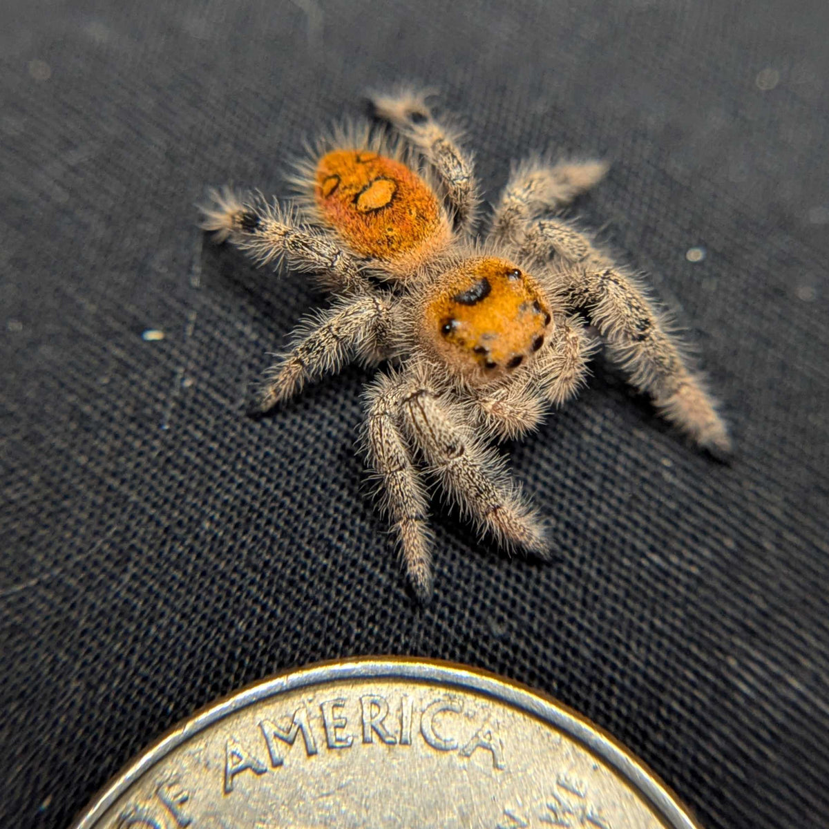 Regal Jumping Spider "Mulberry"