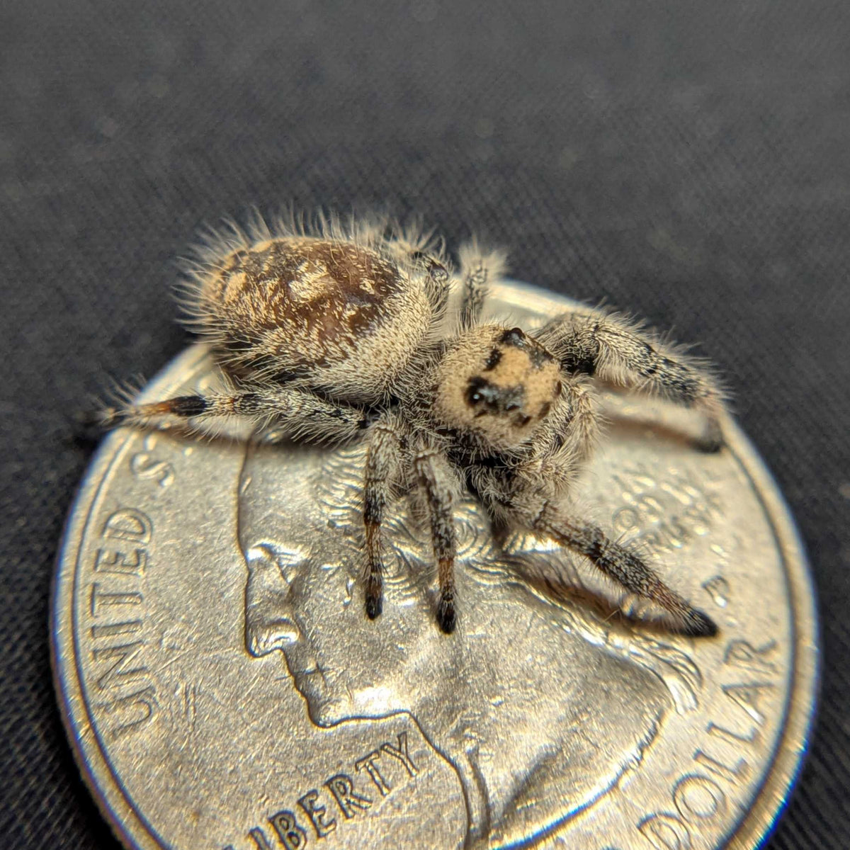 Regal Jumping Spider "Kisses"
