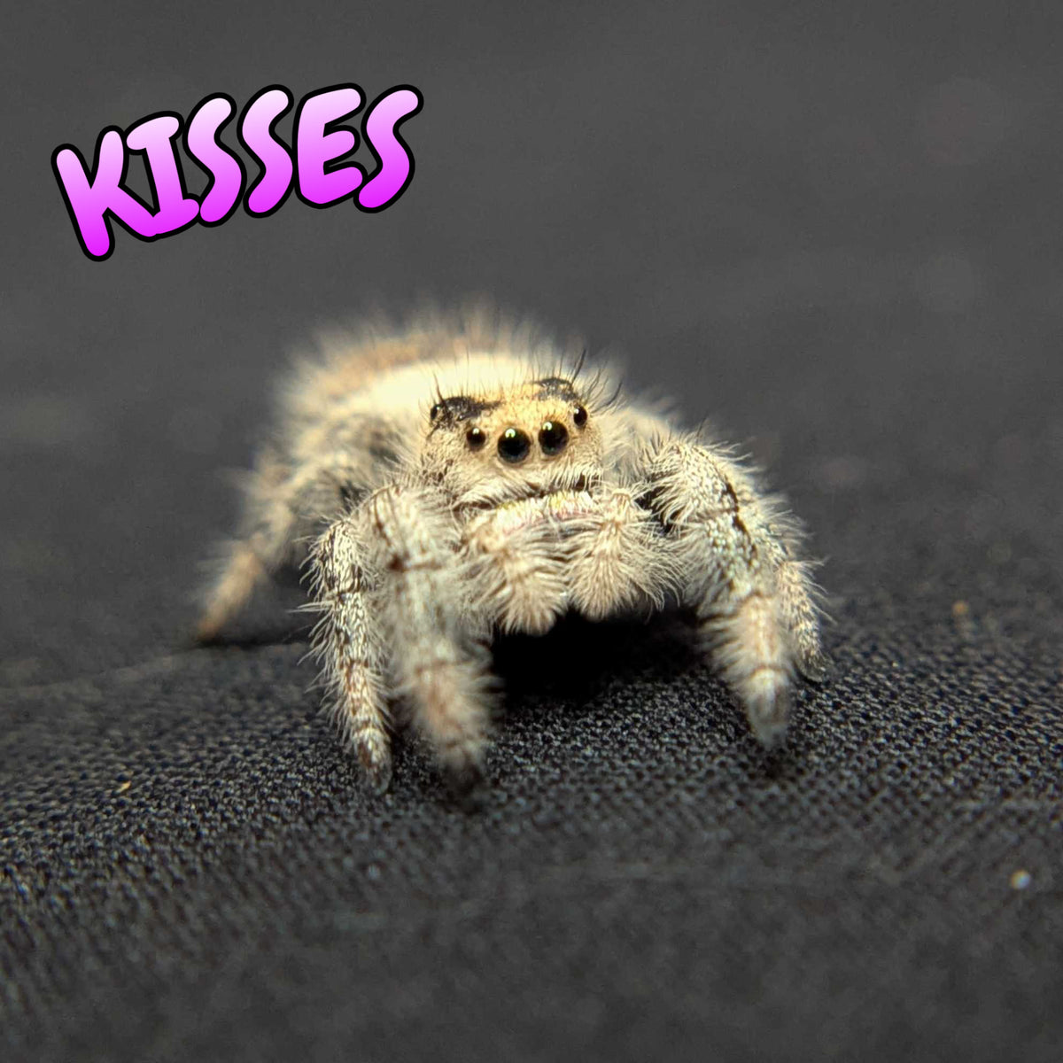 Regal Jumping Spider "Kisses"