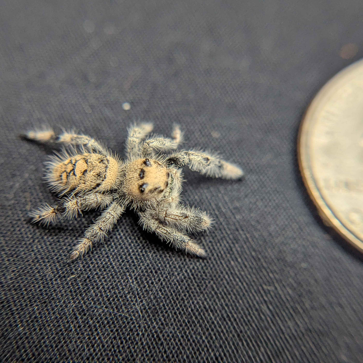 Regal Jumping Spider "Angel"