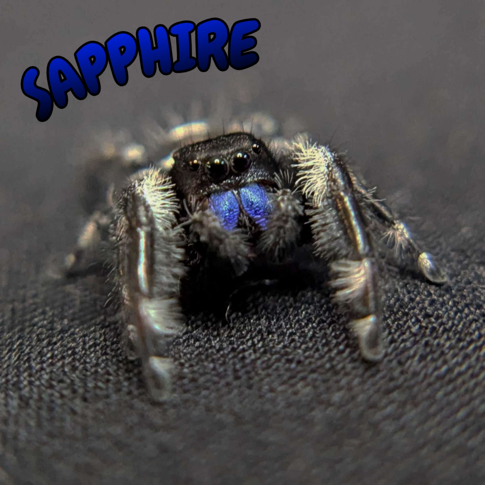 Regal Jumping Spider "Sapphire" (Rare)