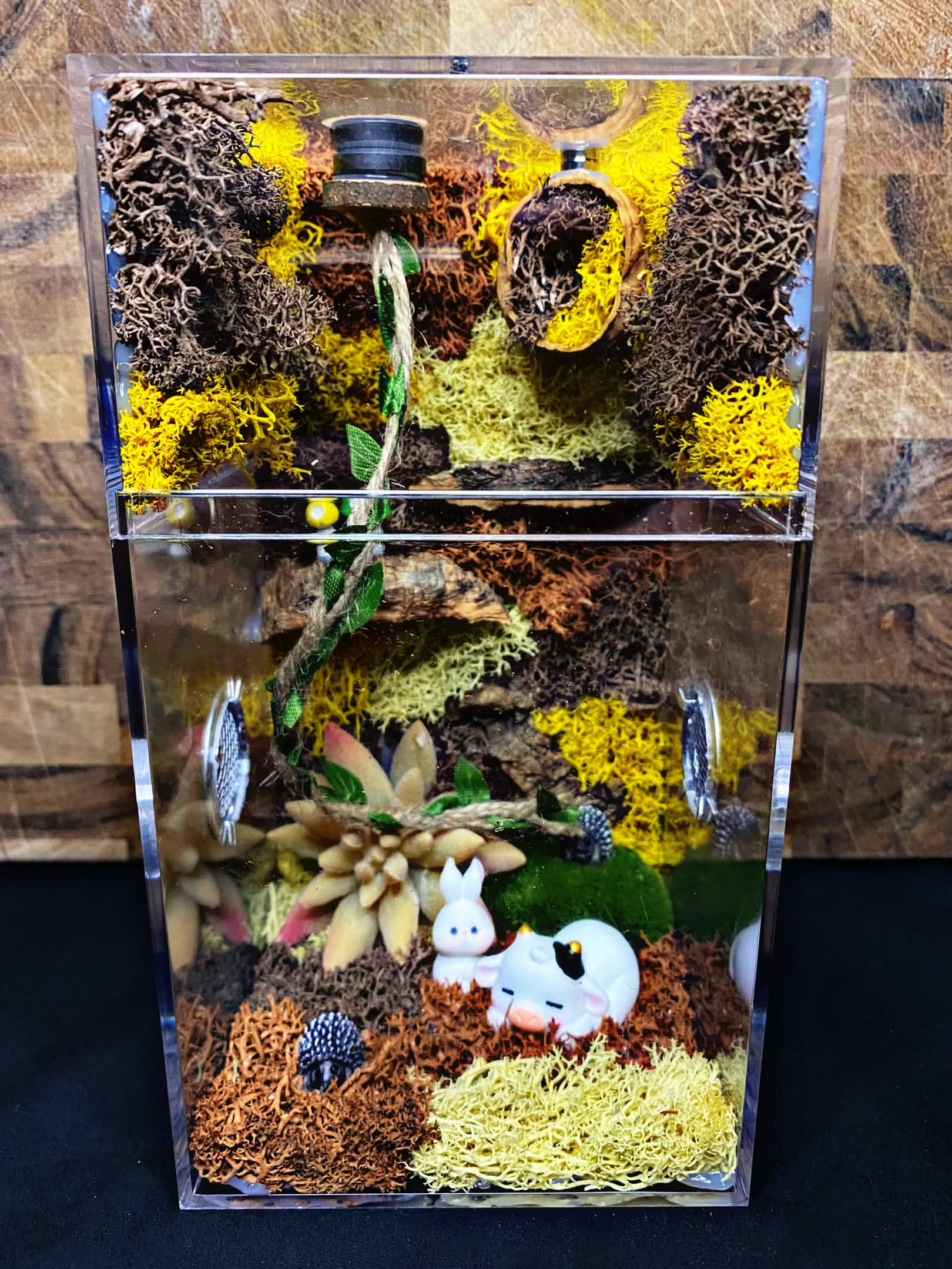 Custom Jumping Spider Enclosure