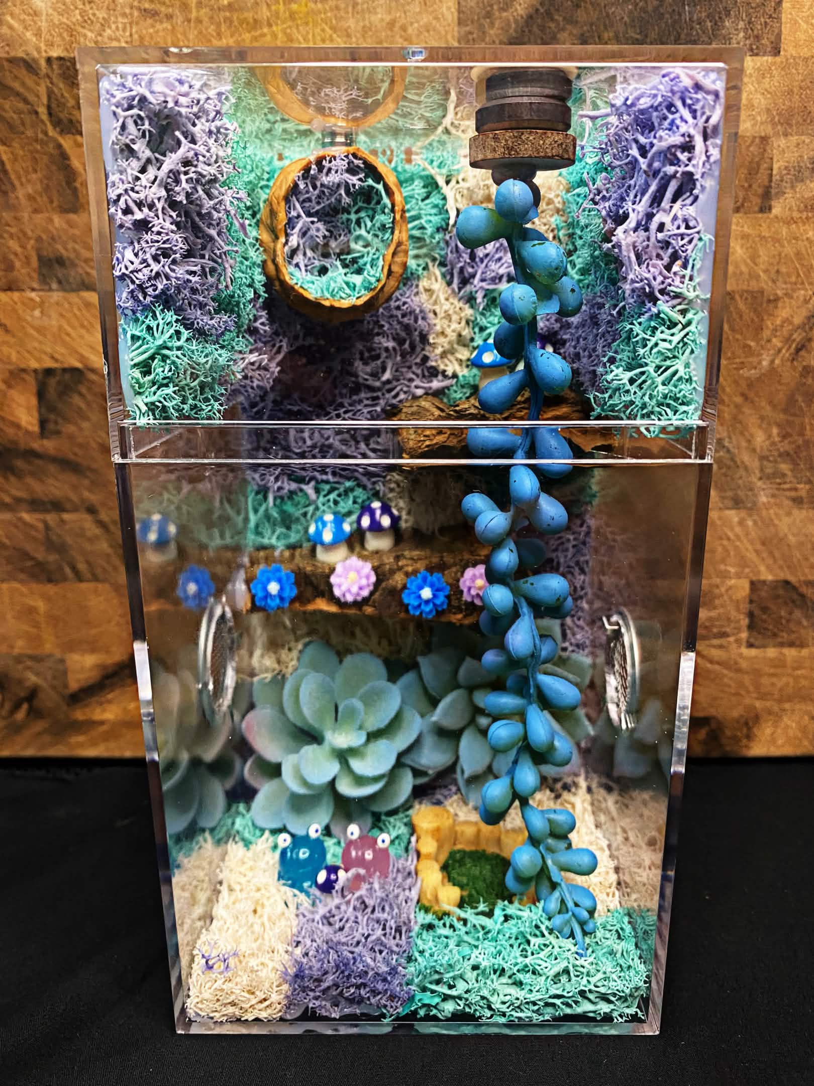 Custom Jumping Spider Enclosure