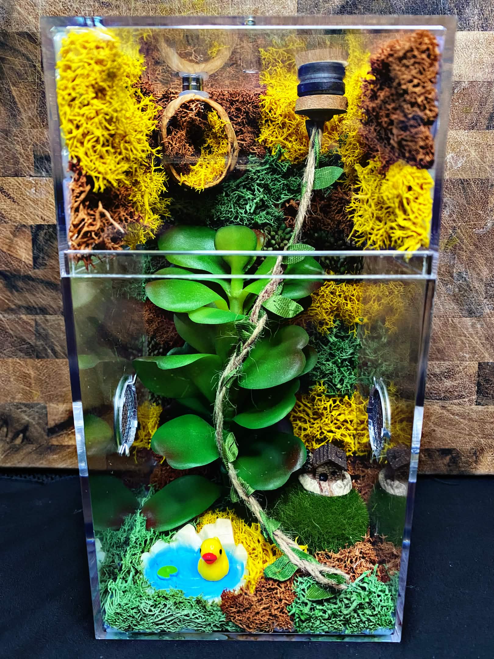 Custom Jumping Spider Enclosure