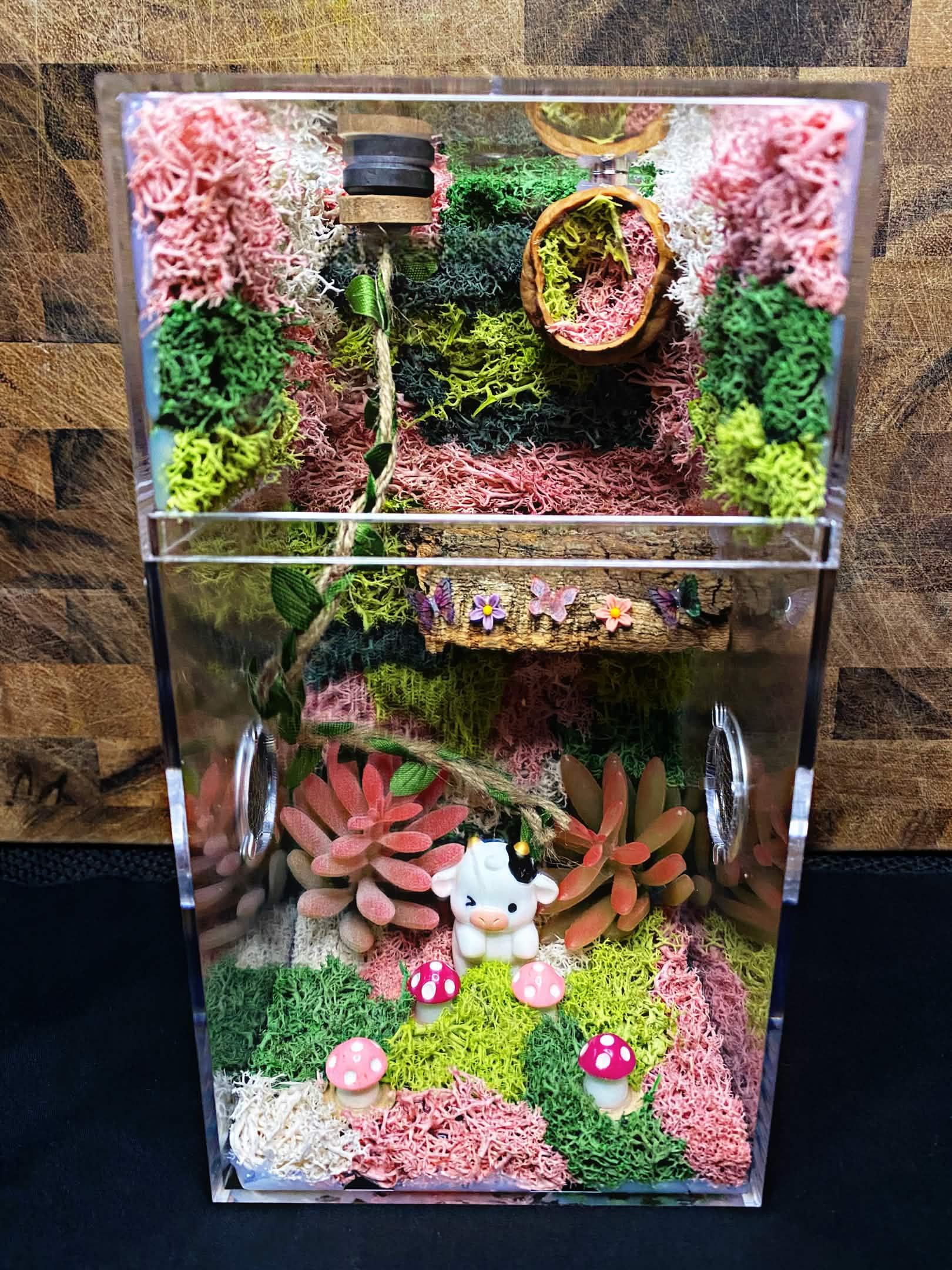 Custom Jumping Spider Enclosure