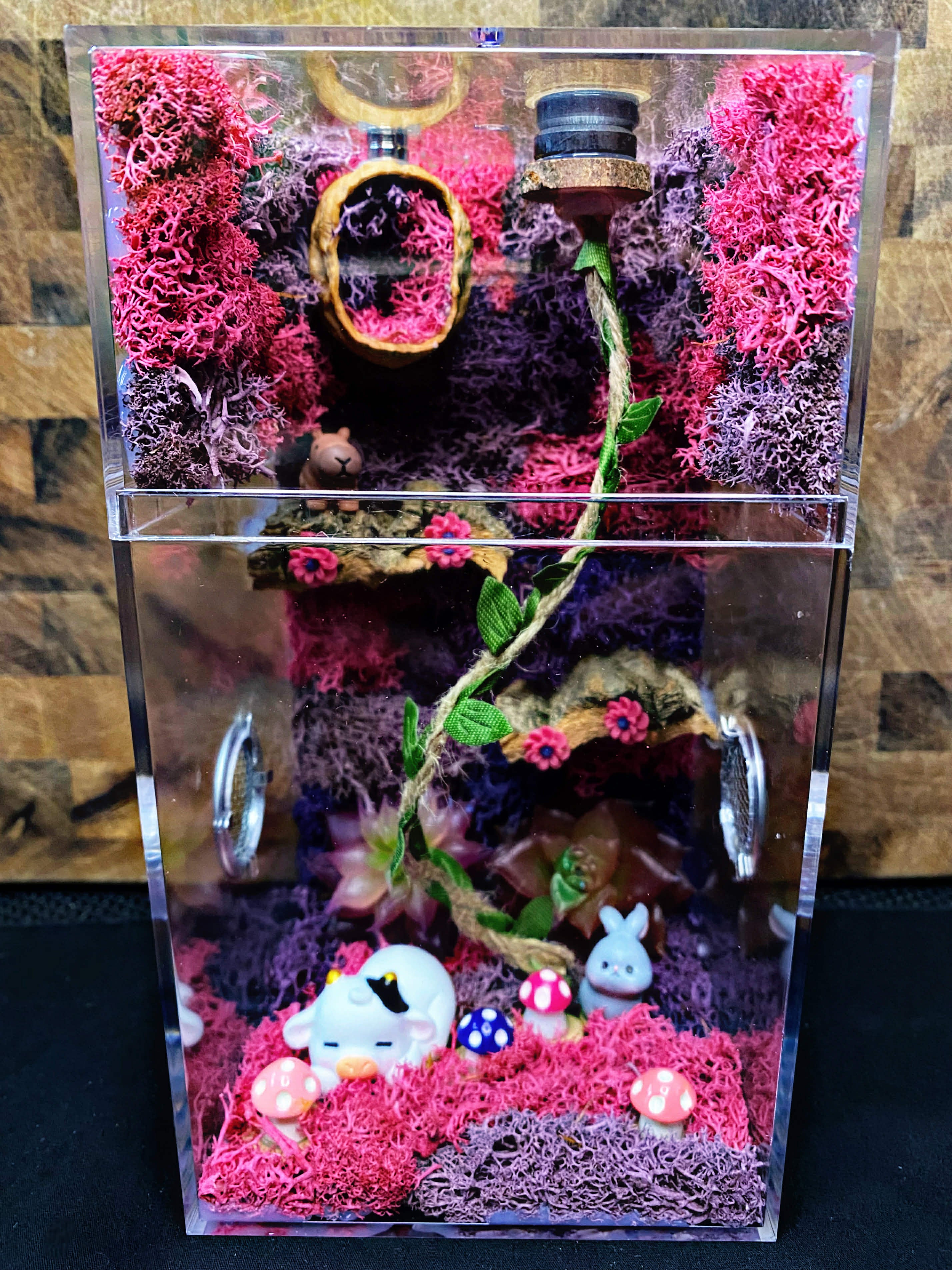 Custom Jumping Spider Enclosure