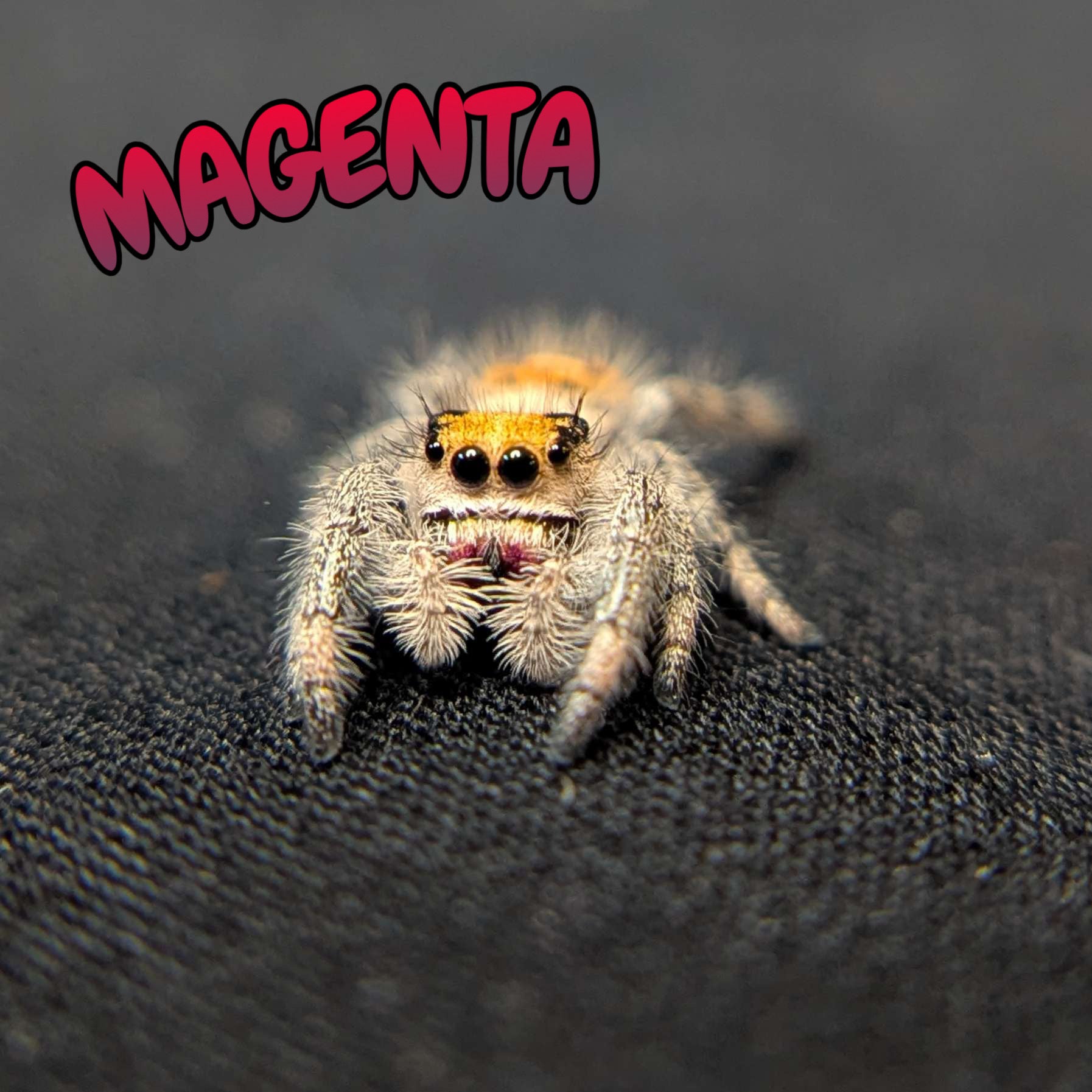 Regal Jumping Spider "Magenta"