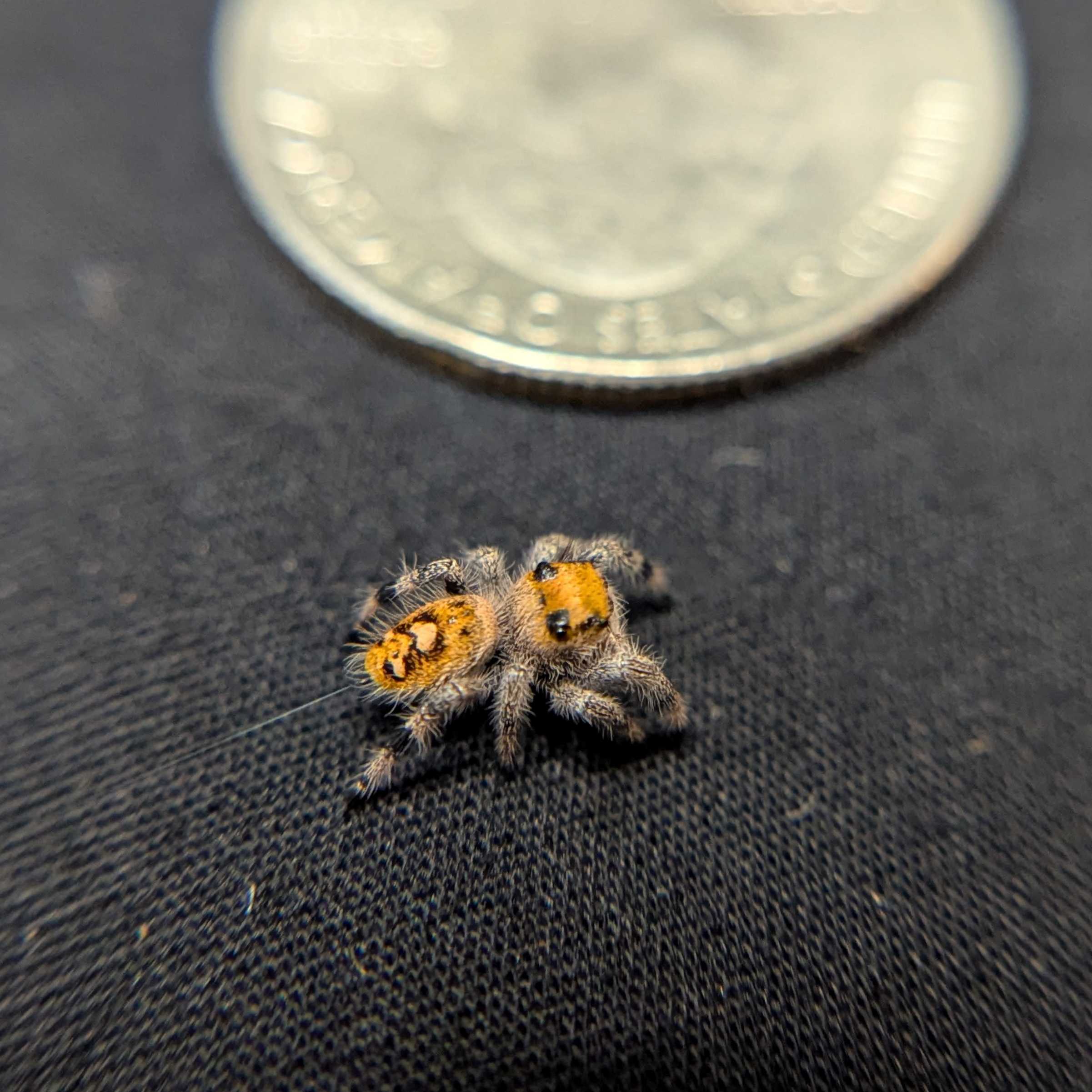 Regal Jumping Spider "Pink Lemonade"