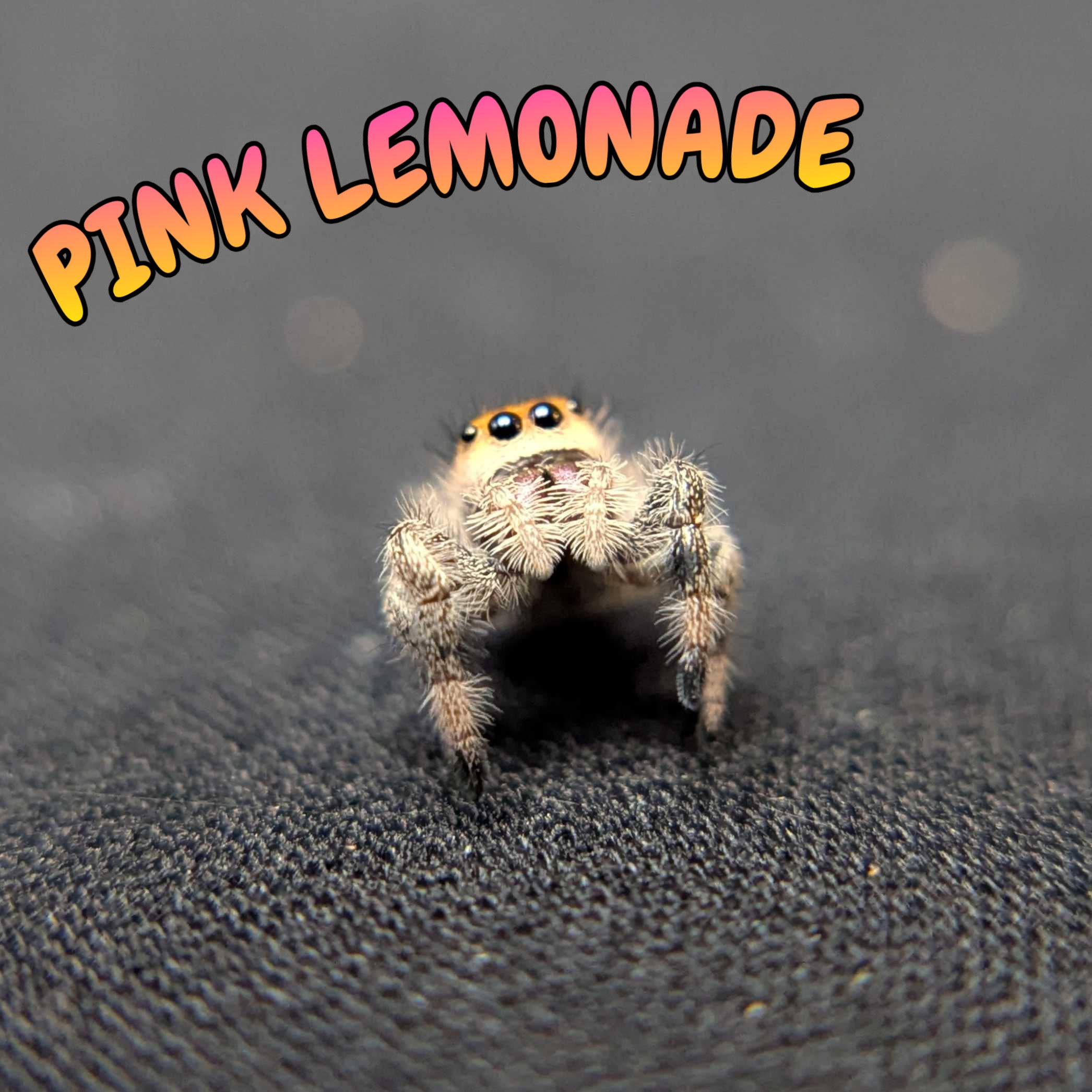 Regal Jumping Spider "Pink Lemonade"