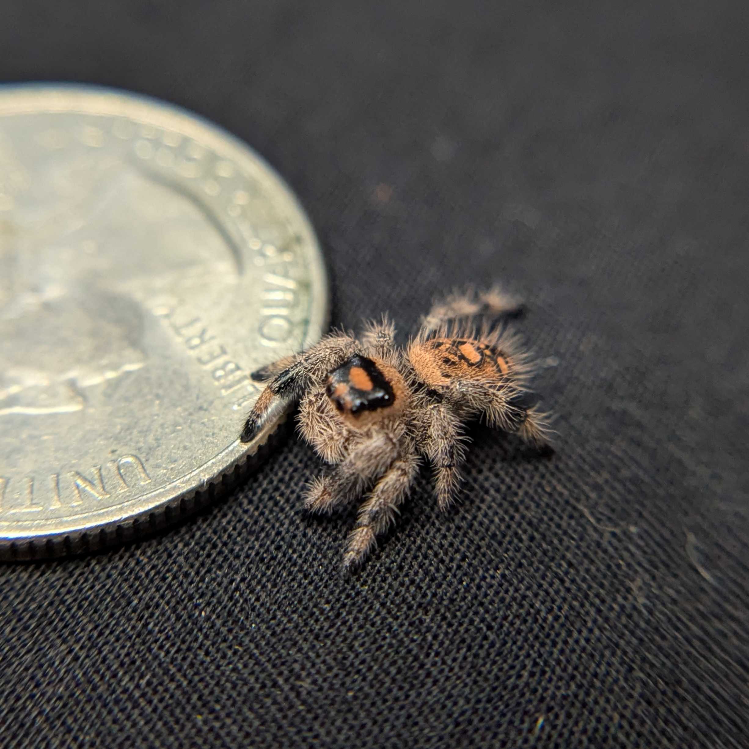 Regal Jumping Spider "Plum"
