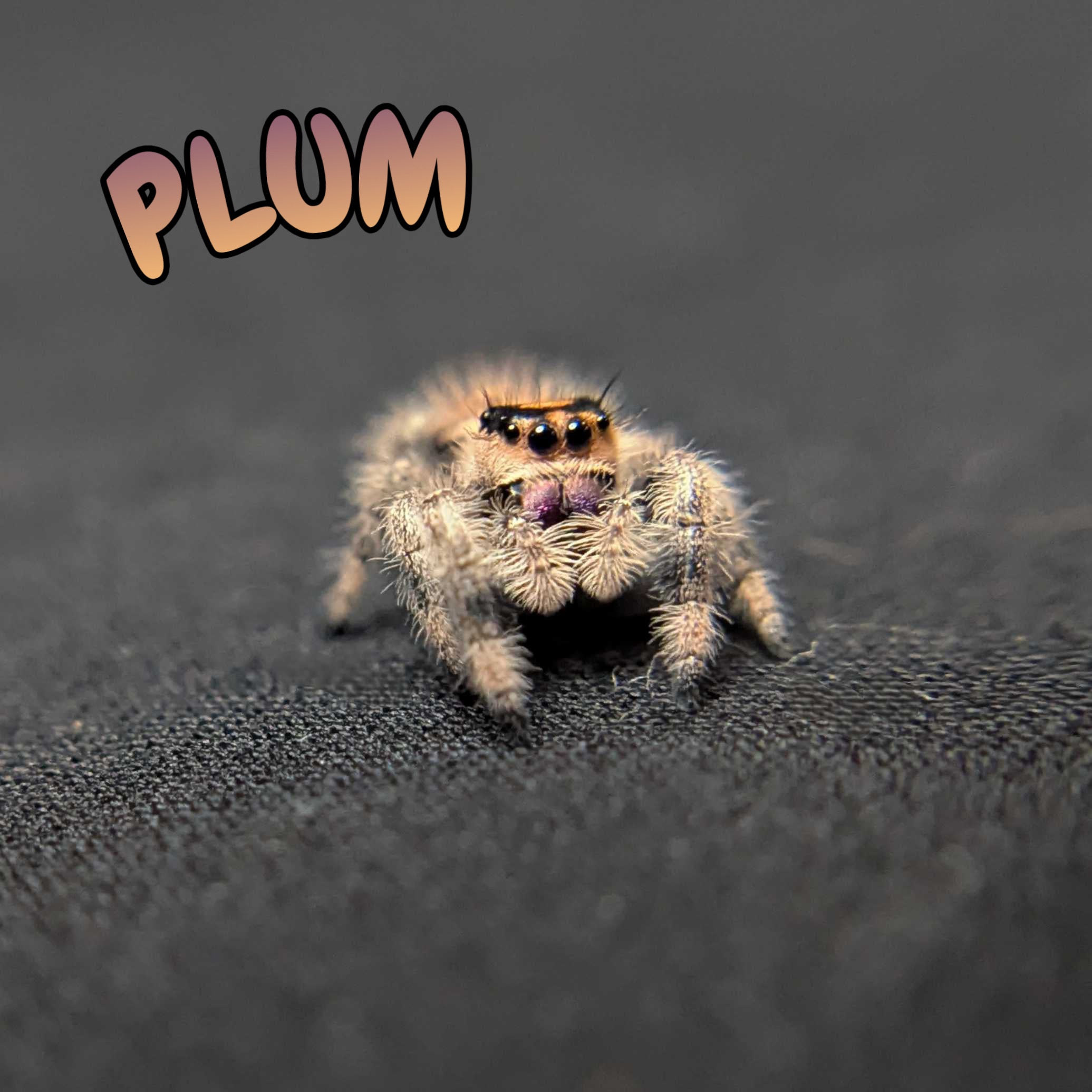 Regal Jumping Spider "Plum"