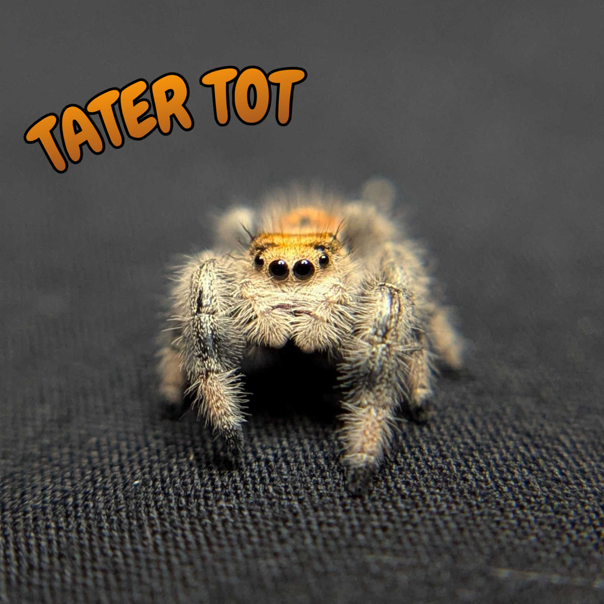 Regal Jumping Spider “Tater Tot”