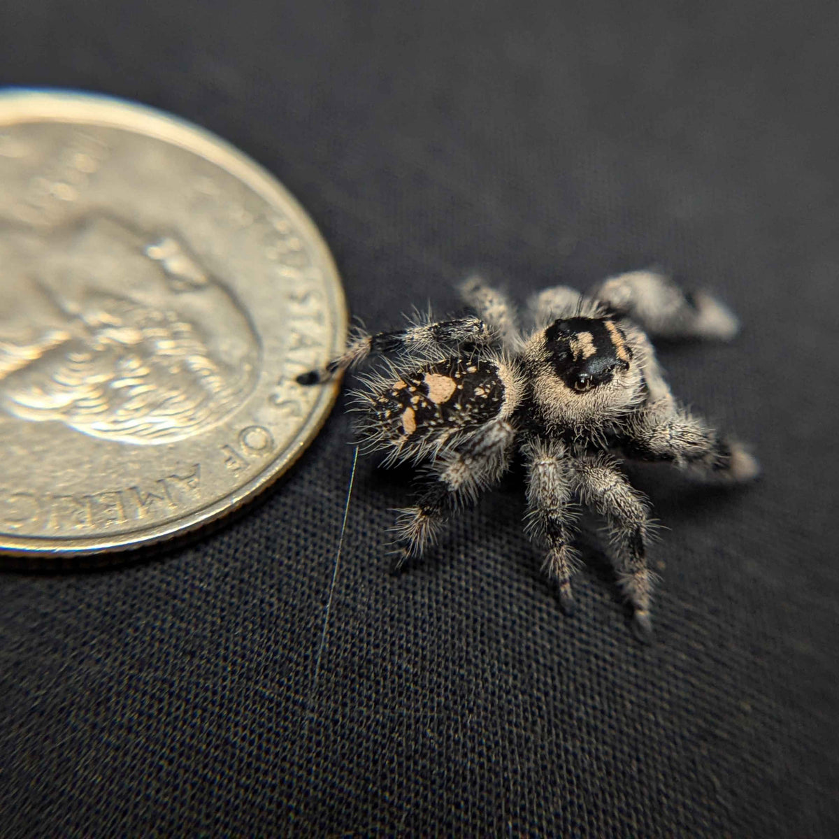 Regal Jumping Spider "Lilac"
