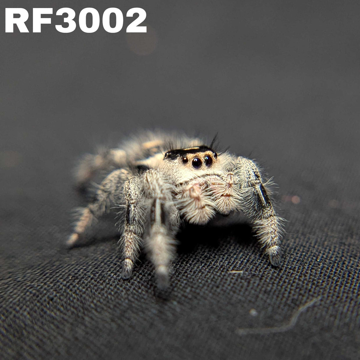 Regal Jumping Spider "Lilac"
